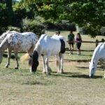 Poney 71 - Poney enfants en Saône-et-Loire